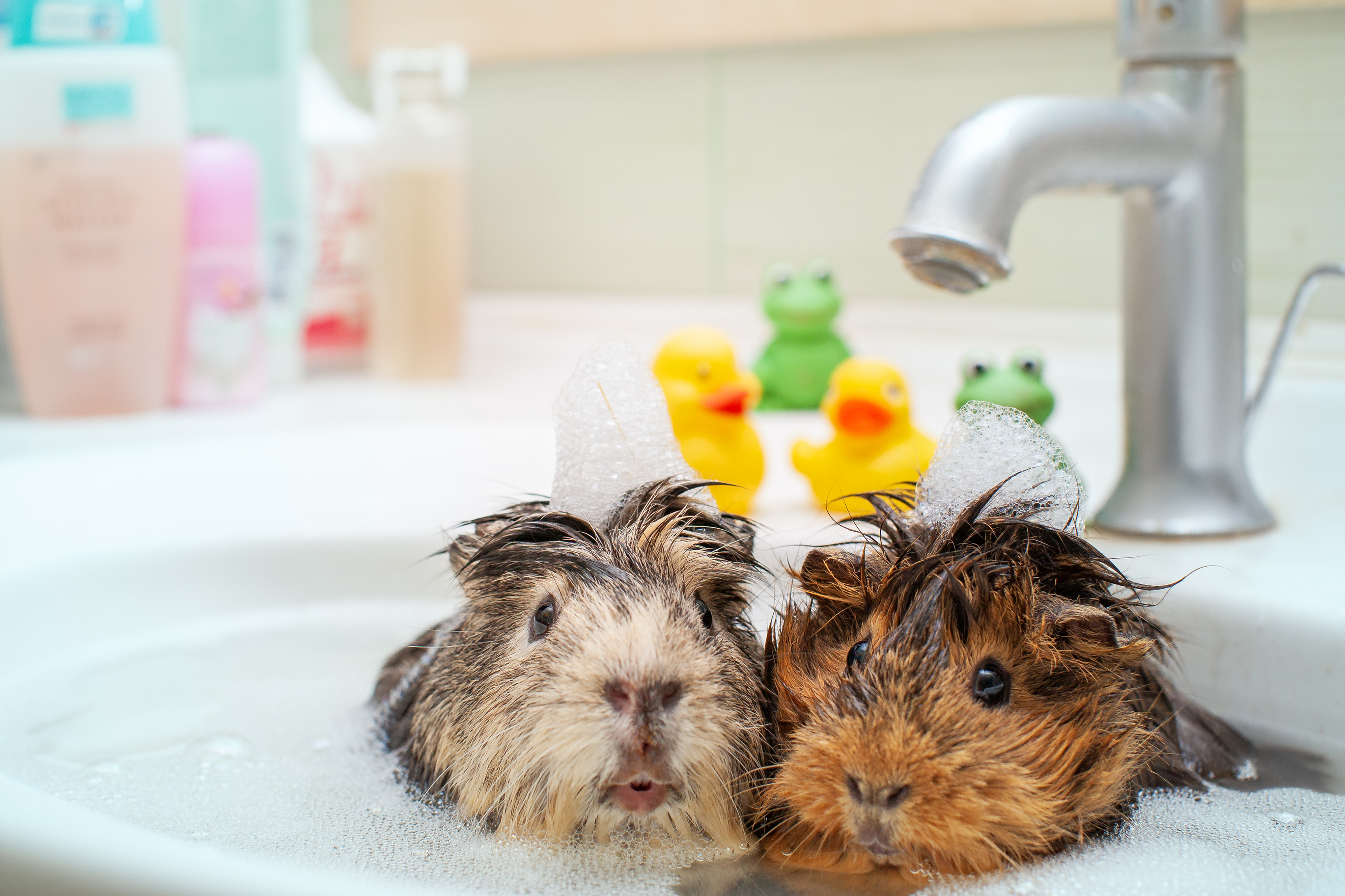 how to write a wife of bath essay